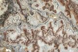 Polished Crazy Lace Agate Slab - Mexico #316097-1